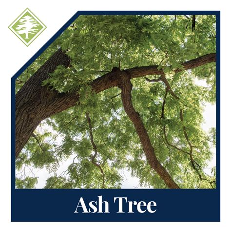 Ash Tree & Leaves: A Complete Guide - Arbor Masters