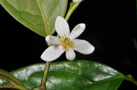 Anaxagorea Luzonensis Annonaceae Image At Phytoimages Siu Edu