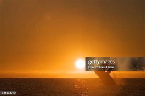 1,021 Whale Sunset Stock Photos, High-Res Pictures, and Images - Getty Images