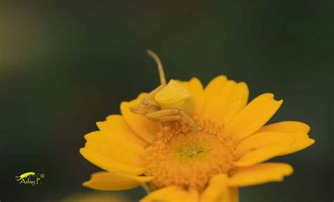 Ara As Inofensivas M S Comunes En La Huerta