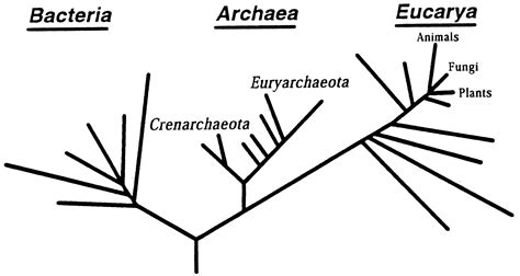 Carl Woese Tree Of Life