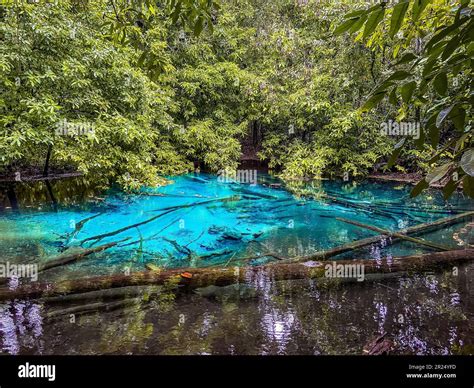 Piscina Esmeralda En La Selva Tropical De Krabi Y Rboles De Manglar