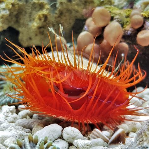 SCALLOP ELECTRIC FLAME Lima Sp Aquatics Unlimited