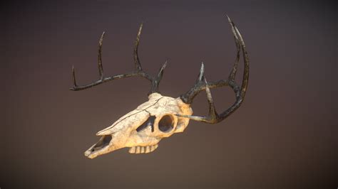 Deer Skull Download Free 3d Model By Mrdumdum 46aa0dc Sketchfab