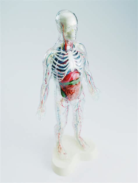 Anatomical Model Drawing By Csa Images Pixels