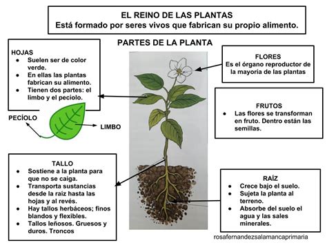 Maestra De Primaria El Reino Animal Y El Reino De Las Plantas