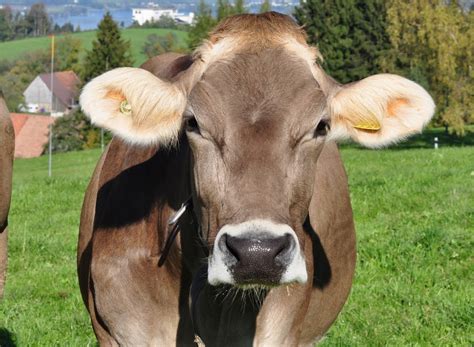 Comment S Appelle Les Vaches Marron