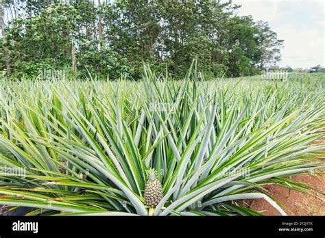 Pineapple plantation, Sarapiqui, Costa Rica, Central America Stock ...