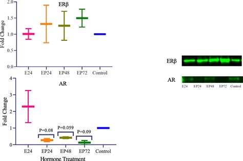 Frontiers Differential Expression Of Steroid Hormone Receptors And