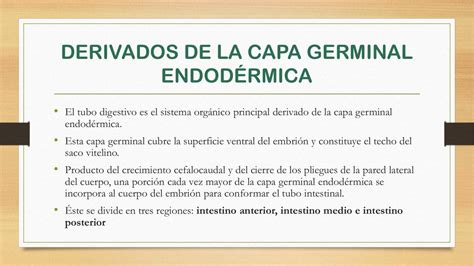 Derivados de la capa germinal endodérmica Yamileth Domínguez uDocz