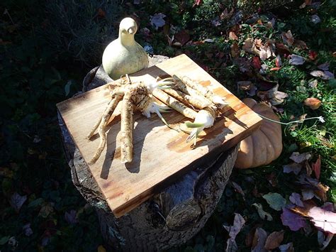 Horseradish In The Fall Photograph By Robert Nickologianis Fine Art