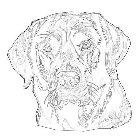 Black Lab Dog Coloring Pages Labrador Retriever Cartoon Coloring Book