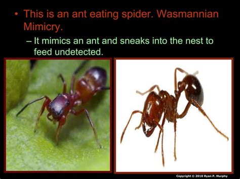 Mimicry Lesson Powerpoint Animals Environment Ppt