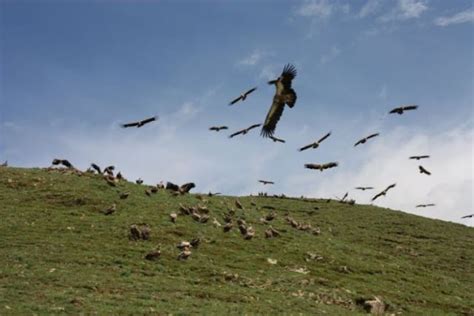 TYWKIWDBI ("Tai-Wiki-Widbee"): Tibetan sky burial