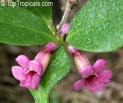 Plant Families Of Puerto Rico And Florida Papo Vives Schlegeliaceae