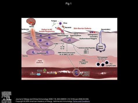 Innate Immune Defects In Atopic Dermatitis Ppt Download