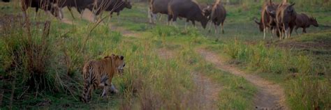 Bandipur National park - Nature Explorers India