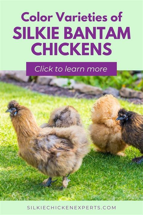 Guide To Silkie Colors In Silkies Silkie Bantam Bantam Chickens