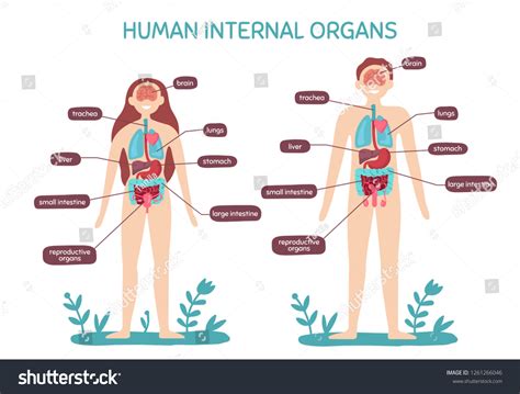 Cartoon Human Body Anatomy Male Female Stock Vector (Royalty Free ...