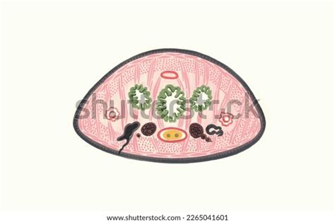 Realistic Color Scientific Illustration Cross Section Stock