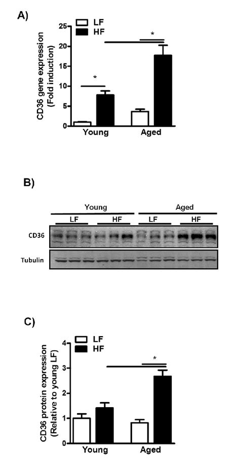 Increased Cd36 Expression In Aged Mice Fed A Hfd For 12 Weeks A Download Scientific Diagram