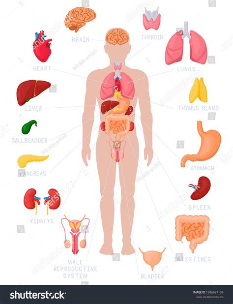 Human Body Parts And Names Images: Browse 922 Stock Photos & Vectors ...