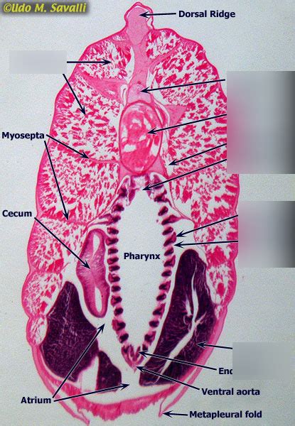 Amphioxus Cross Section Diagram Quizlet