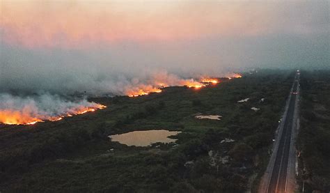 Quase Milh Es De Animais Morreram Nos Inc Ndios De No Pantanal