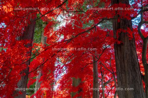 長野県茅野市 長円寺の紅葉の写真素材 204690019 イメージマート