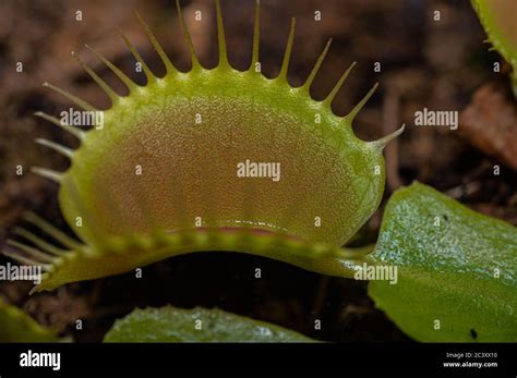 Venus Atrapamoscas Dionaea Muscipula Fotograf As E Im Genes De Alta