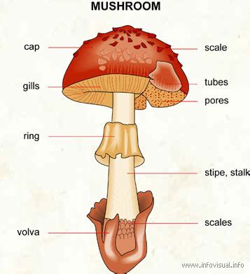 Diagram of a Mushroom