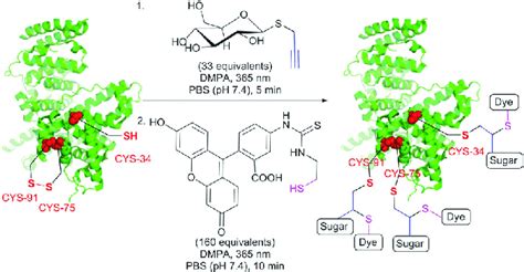 Glycosylation And Fluorescent Labelling Of Bovine Serum Albumin Bsa Download Scientific