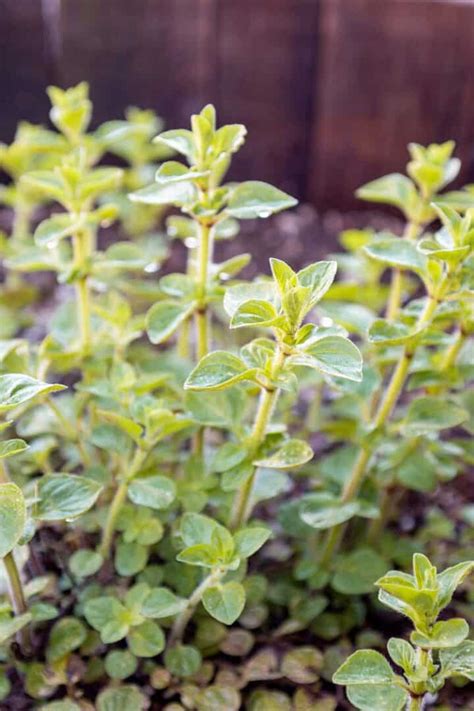 How To Grow And Harvest Oregano Dirt And Dough