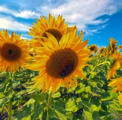 Vanessa Marie Seppi-Hreha