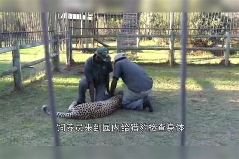 猎豹一口咬住男子大腿，不料反被“狂抡”，猎豹：再转就吐了！猎豹大腿男子