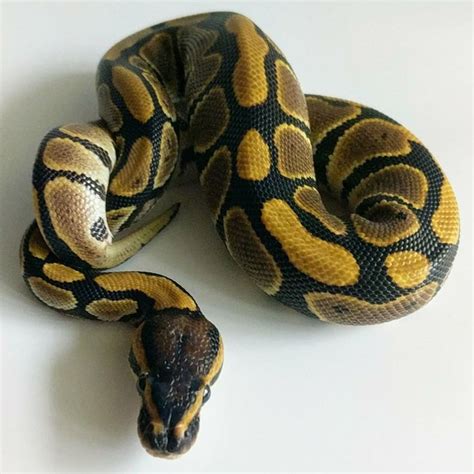 Carpet Ball Python Hybrid Carpet Vidalondon