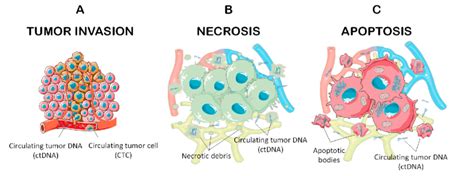 Release Modalities Of Circulating Tumor Dna Ctdna And Circulating