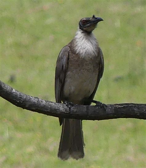 Honeyeaters