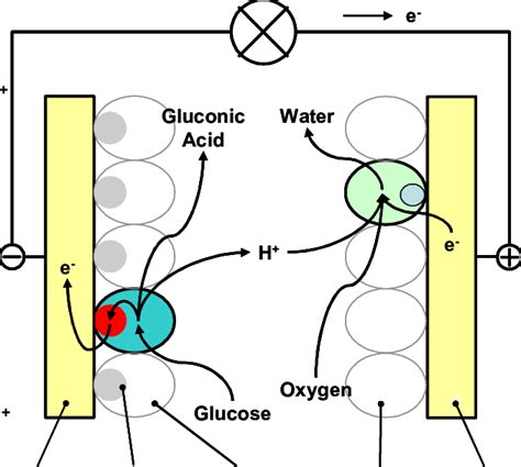 Schematic Diagram Of Work Principle For Mediated Electron Transfer In