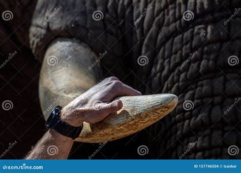 Elephant Ivory Tusk Close Up in Kruger Park South Africa Stock Photo ...