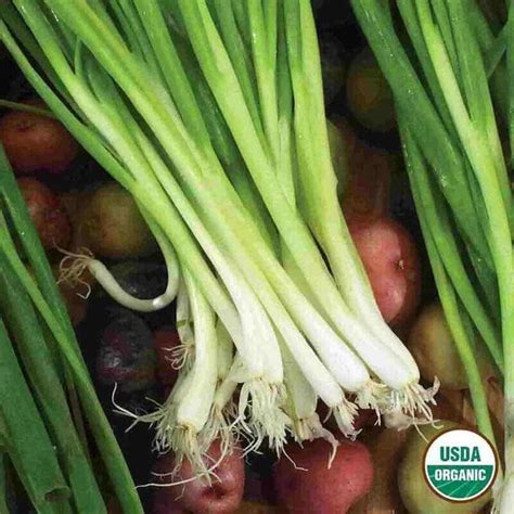 Evergreen Bunching Onion Organic Seeds Fox Hill Nursery