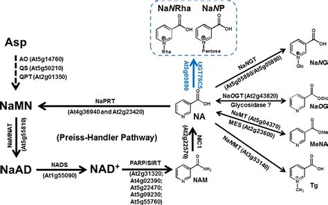 Frontiers Qualitative And Quantitative NAD Metabolomics Lead To