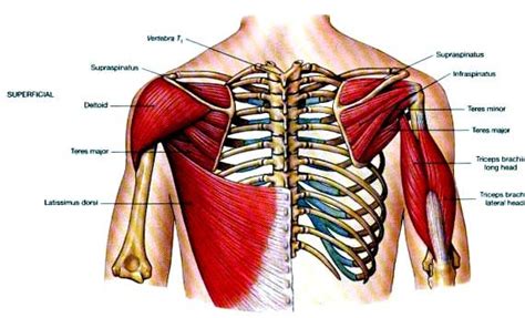 Teres Major And Latissimus Dorsi