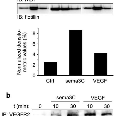 Nrp1 And Plexin D1 Colocalized During Uptake In Response To Sema3c A