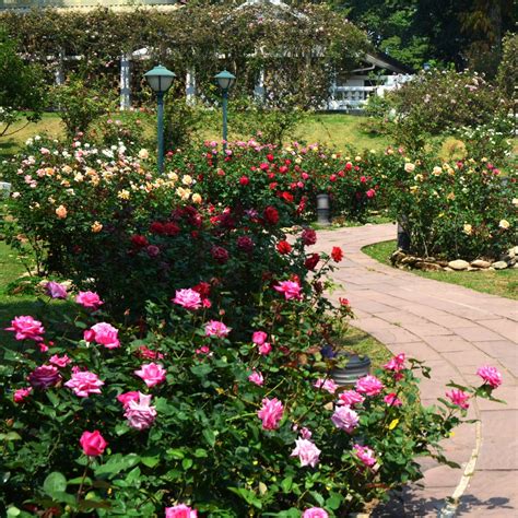 How To Create A Spectacular Rose Flower Garden