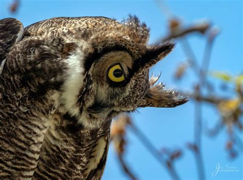 Photo Of Great Horned Owl By Jay Spring In Irvine California Nocturnal Birds Great Horned