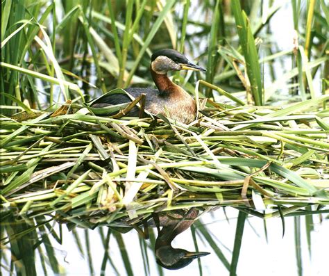 Birding Czech Republic Etours Travel