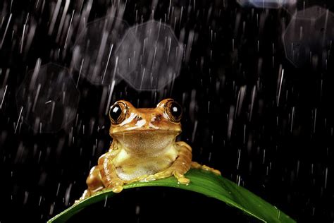 Frog In Rain by Markbridger