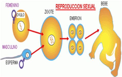 Descubre Un Ejemplo De Reproducci N Sexual F Cil