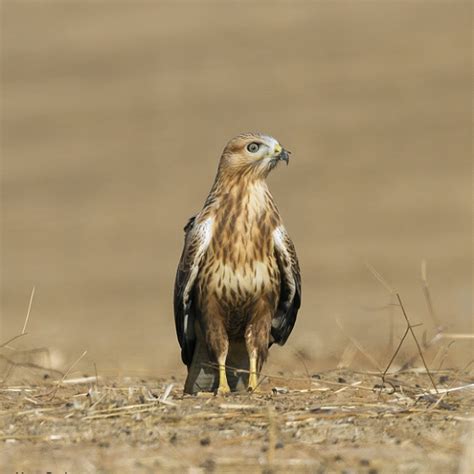 Long Legged Buzzard Fictionrulezforever Wiki Fandom